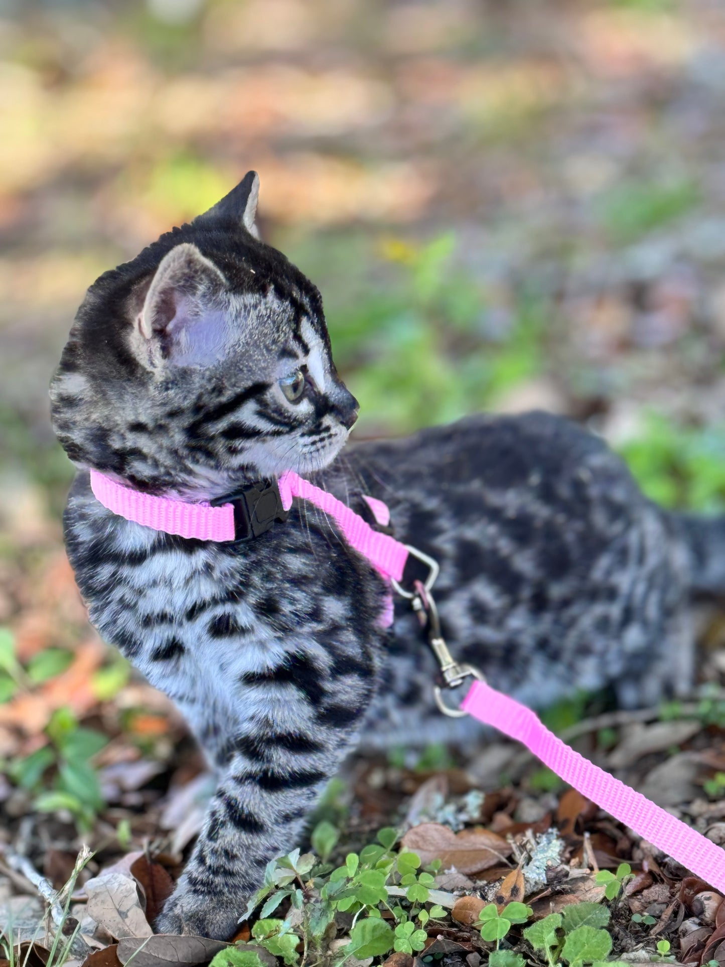 G2 Charcoal Rosette Bengal Kitten Female (SOLD)