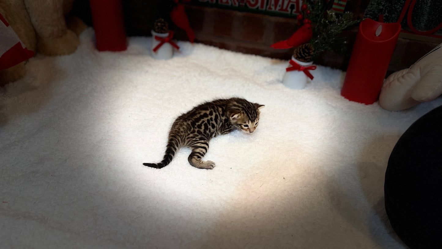 Reserve now                                    Warm Brown& Black Rosette Bengal Kitten