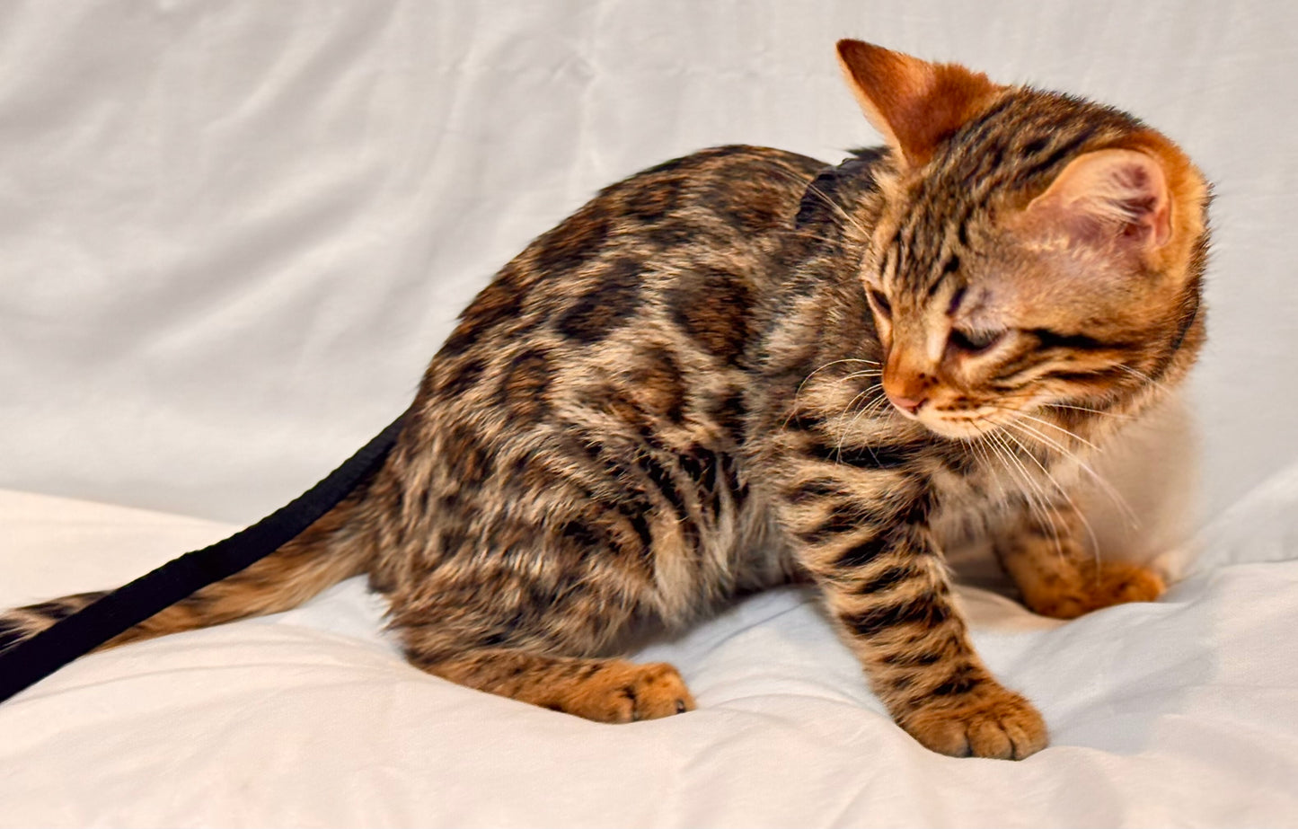 Golden Brown Leopard Rosette Male Bengal Kitten- Reserved
