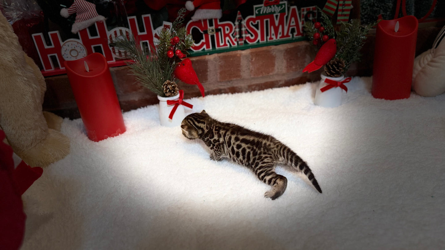 Reserve now                                    Warm Brown& Black Rosette Bengal Kitten
