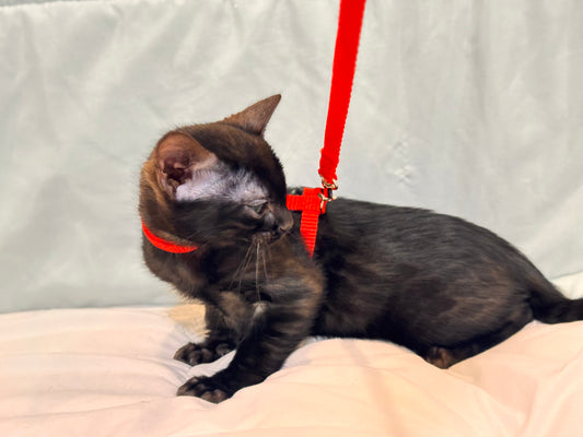 Rare Black Melanistic Rosette Female Bengal Kitten