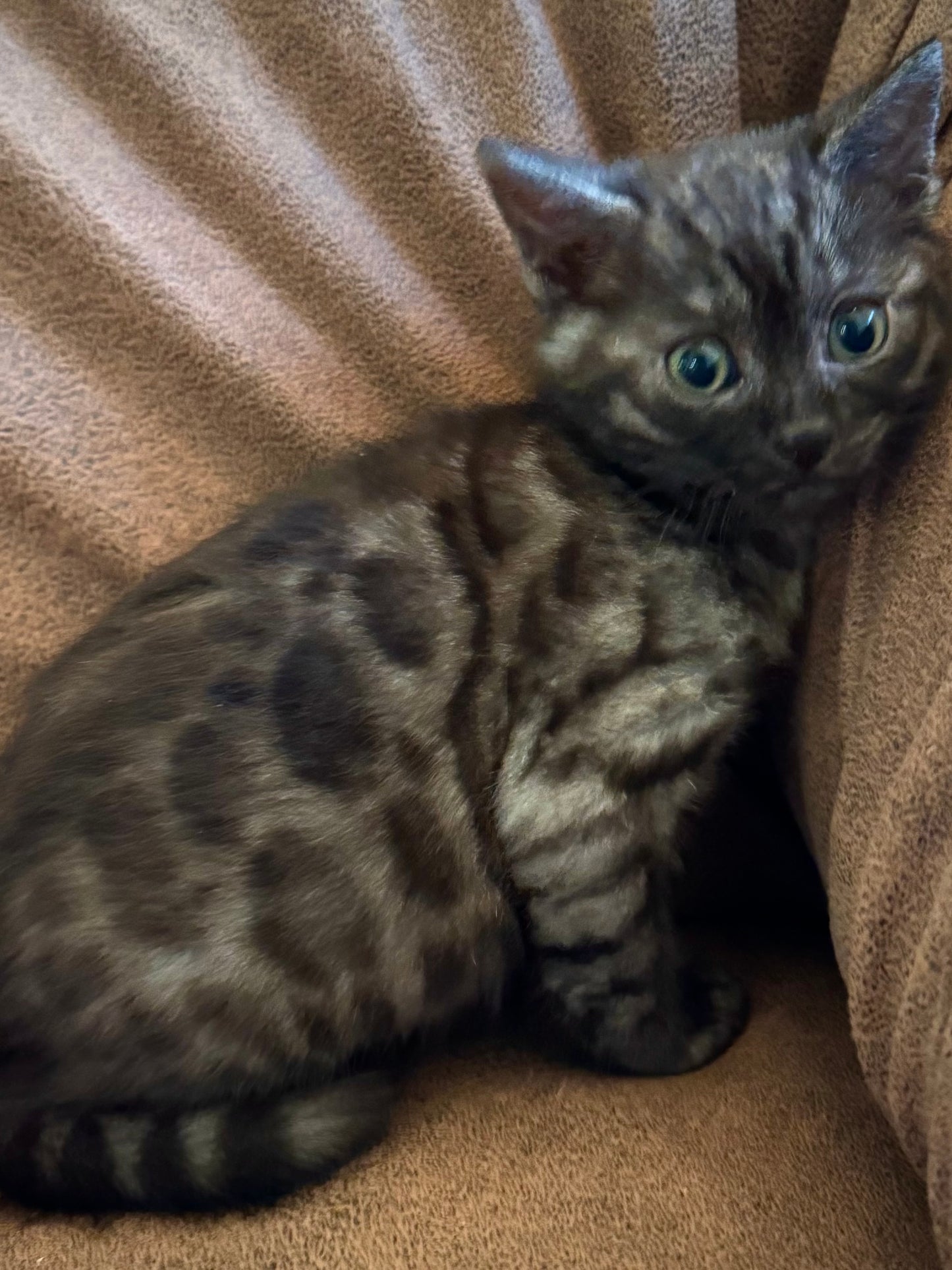 Black Melanestic Female Bengal Kitten