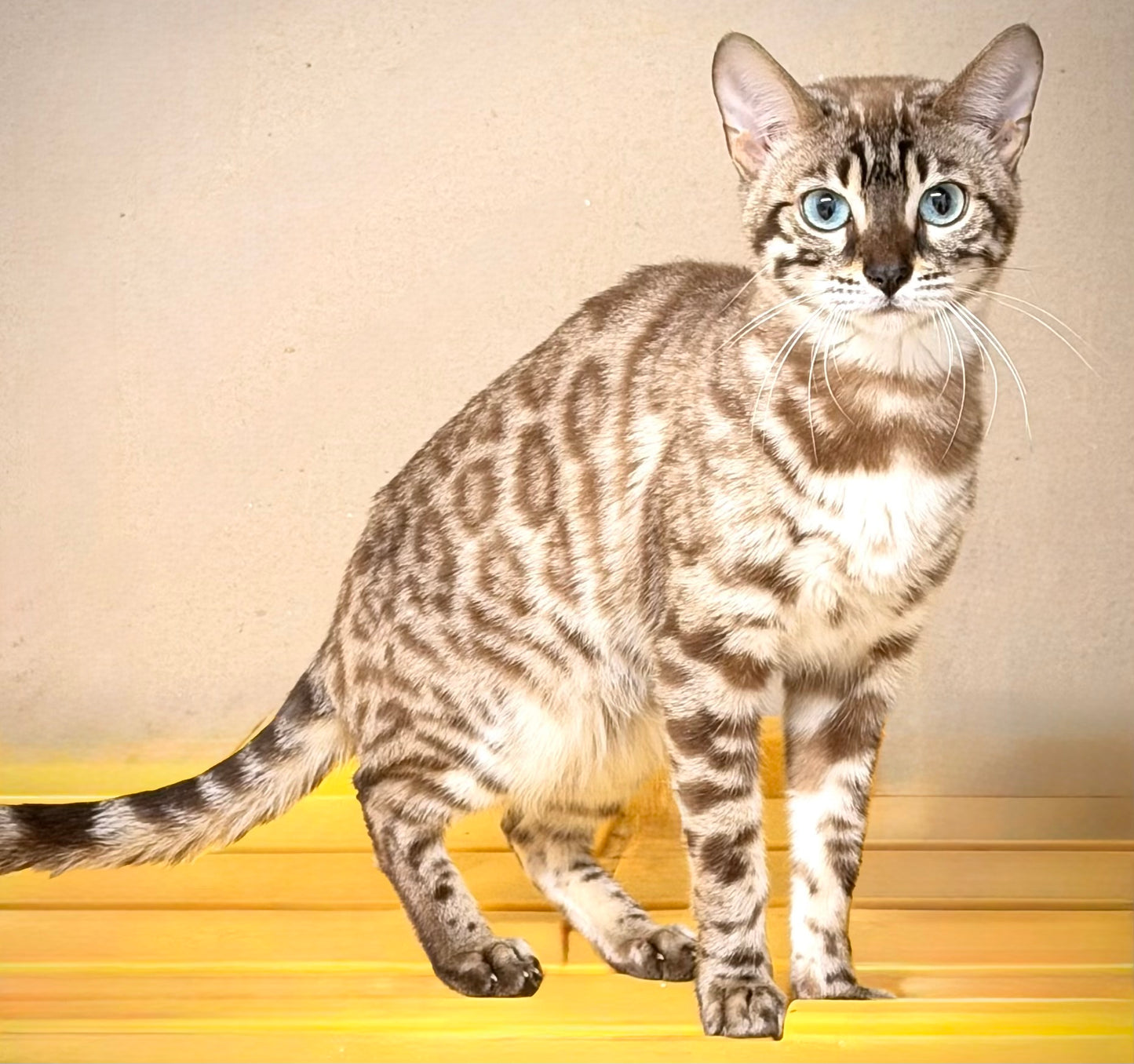 G2 Snow Rosetted Female Bengal Kitten sweet with crystal blue eyes