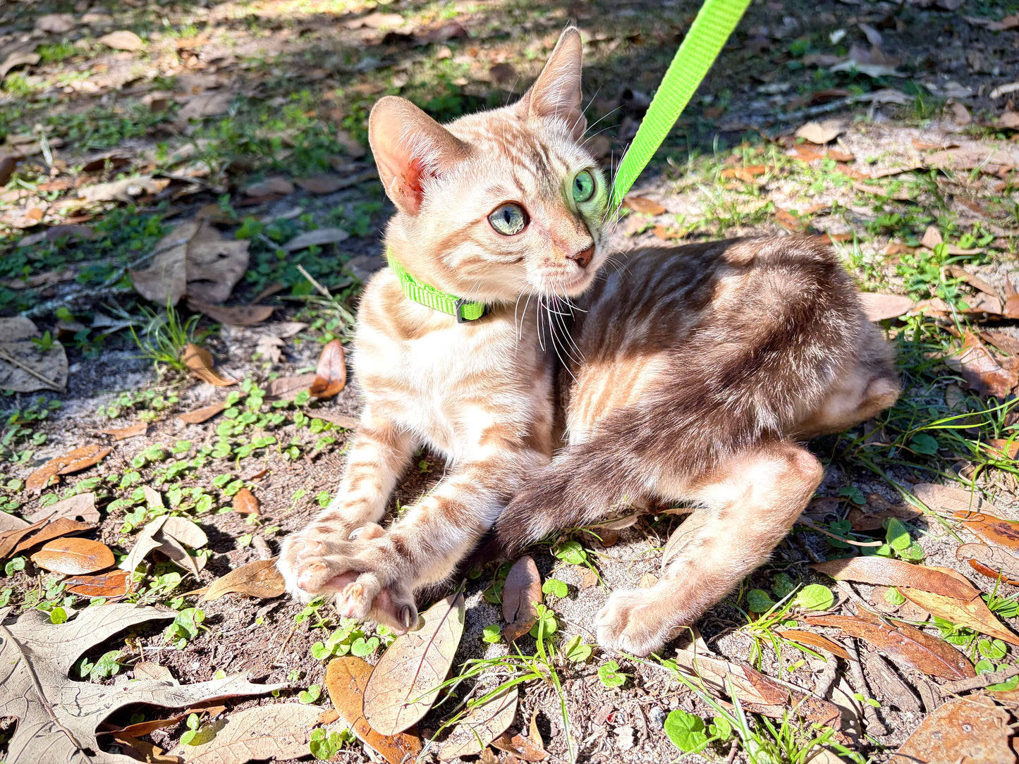 G2 Snow Bengal kitten with caramel rosettes Female