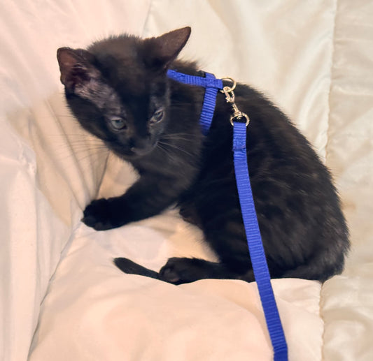 Black Melanestic Rosetted Male Bengal Kitten