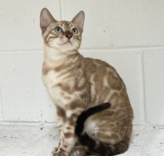 G2 Snow Rosetted Male Bengal Kitten