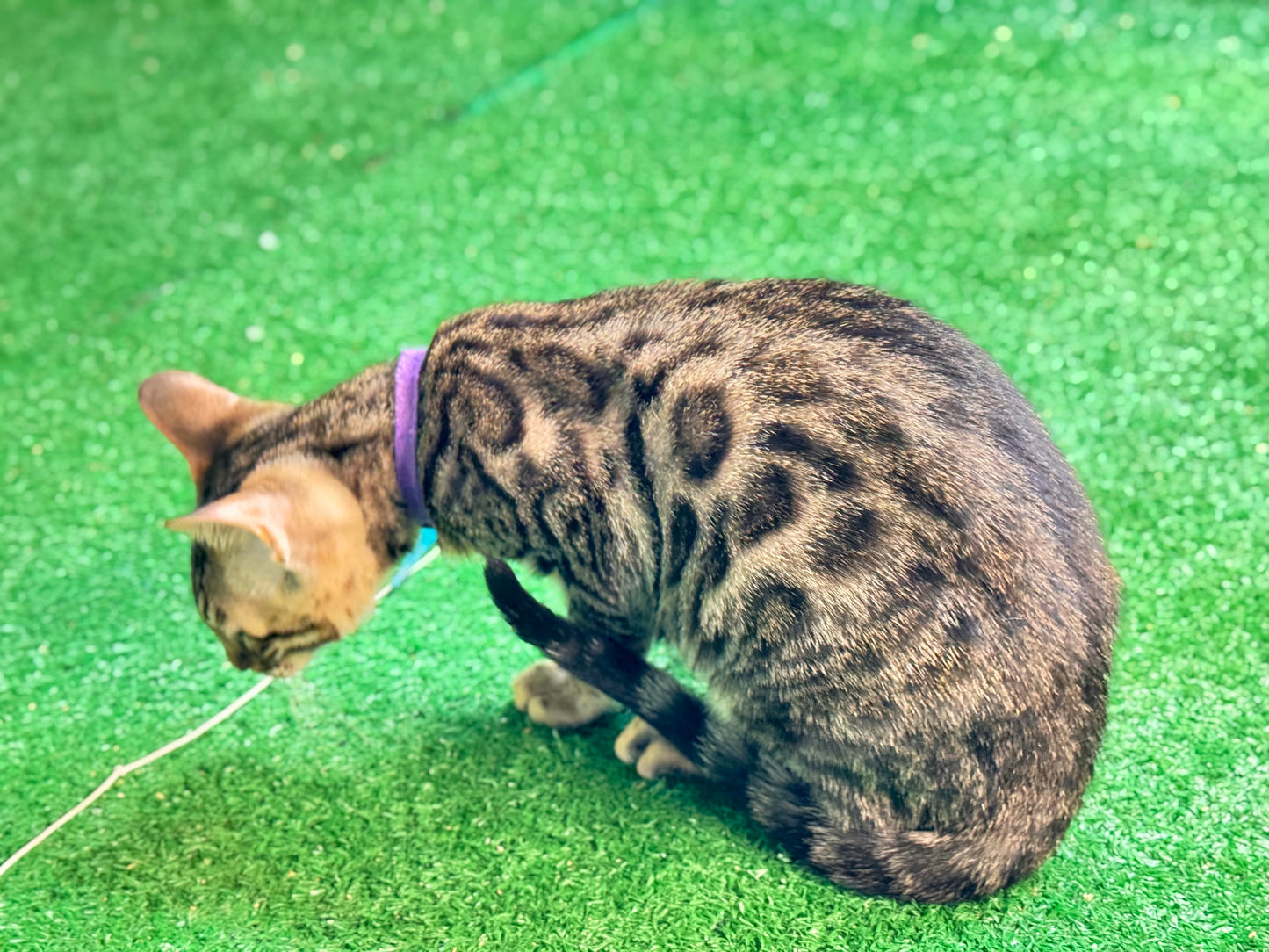 G4 Black Brown Rosettes Female Bengal Kitten
