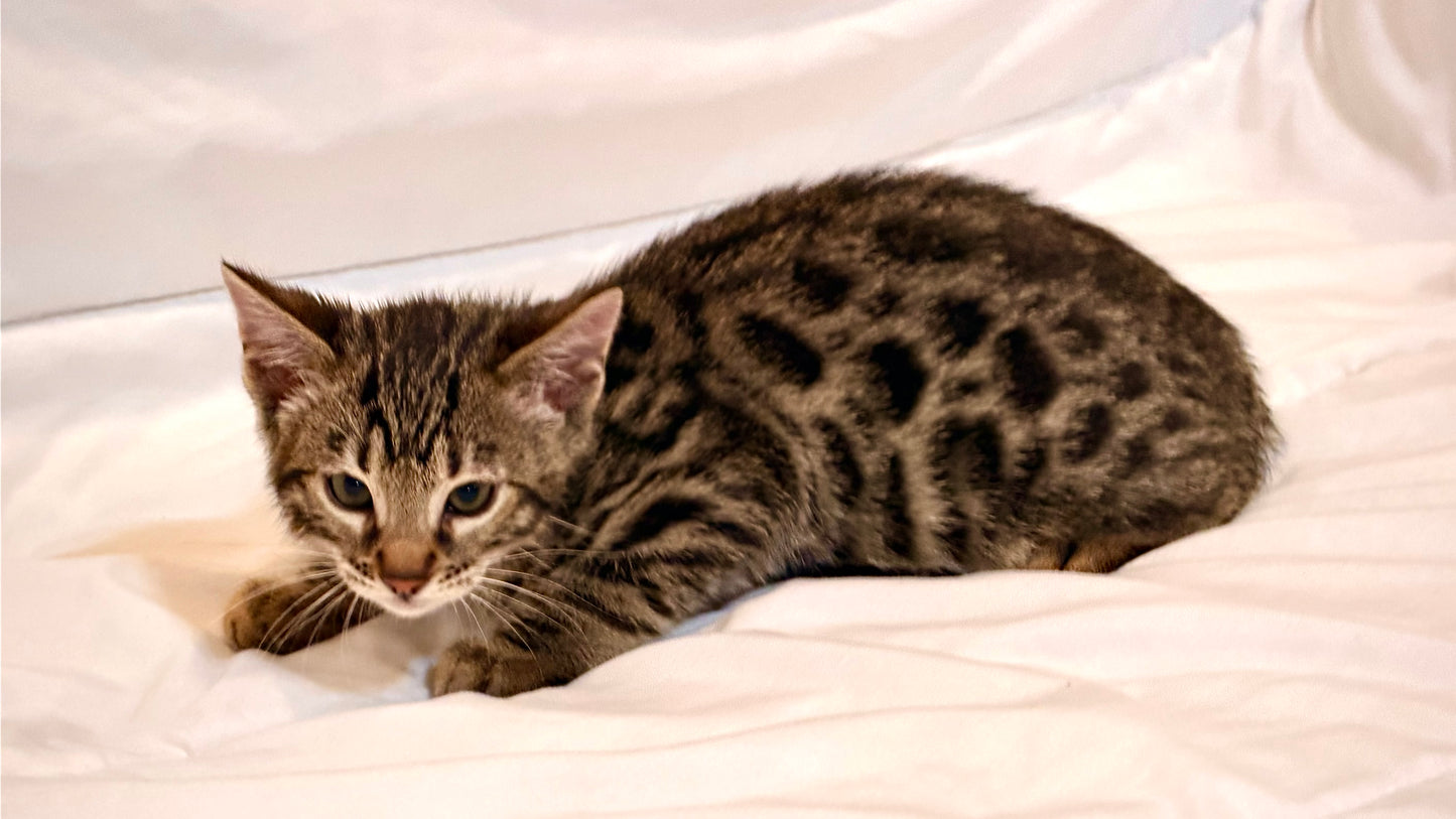 Sold                                                 Boy Bengal Sweet and Adorable                                     Warm Brown& Black Rosetted Bengal Kitten Ready Now