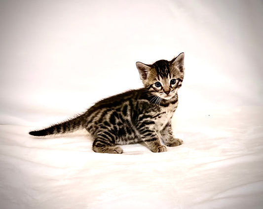 Boy Bengal  Reserve now                                    Warm Brown& Black Rosette Bengal Kitten