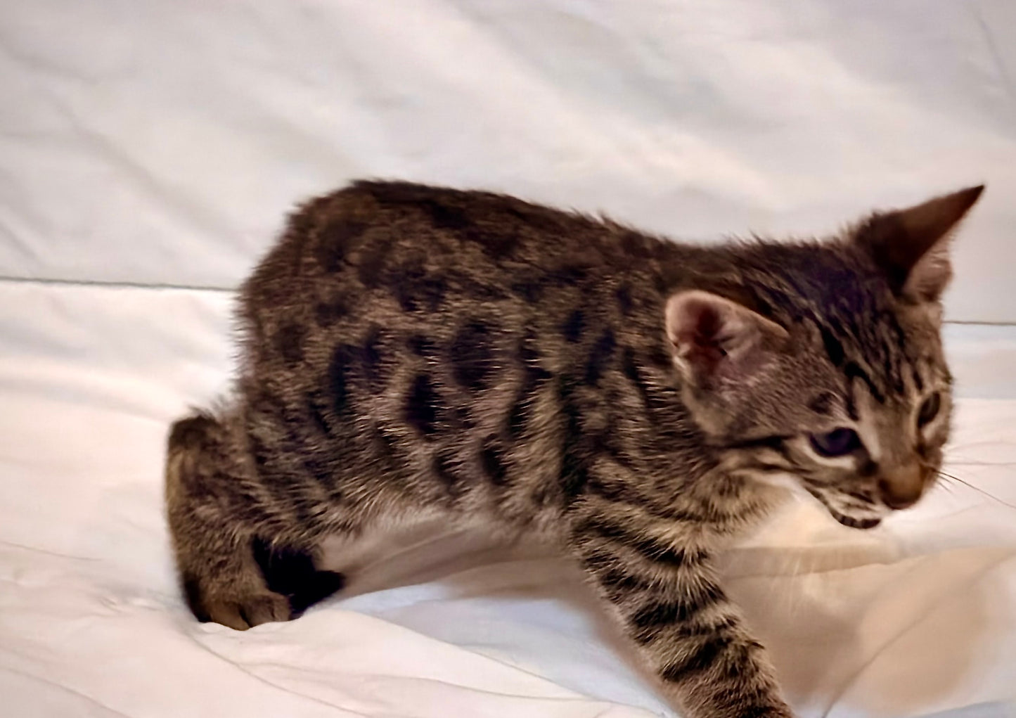 Sold                                                 Boy Bengal Sweet and Adorable                                     Warm Brown& Black Rosetted Bengal Kitten Ready Now