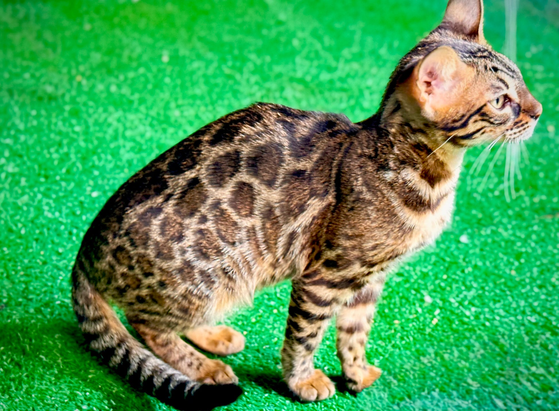 SOLD Independence Day Sale!G2Black Brown Smoke Rosetted Female