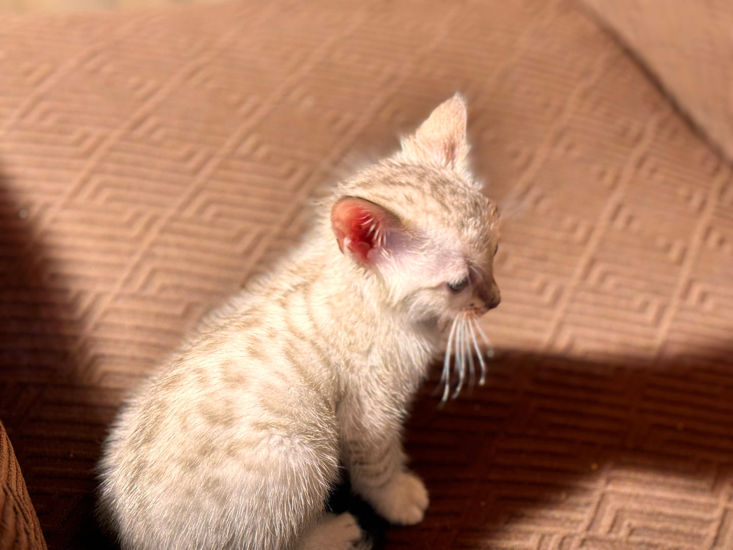 G4 Snow Lynx Bengal Kitten