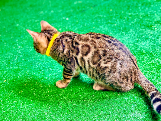 Independence Day Sale!!!G4 Brown Rosetted Female Bengal Kitten