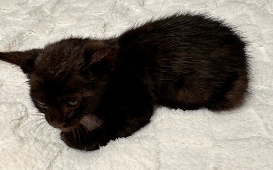 G2 Black Melanistic Female Bengal Kitten