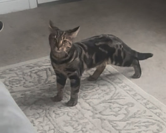 Bengal G4 silver and black marble boy