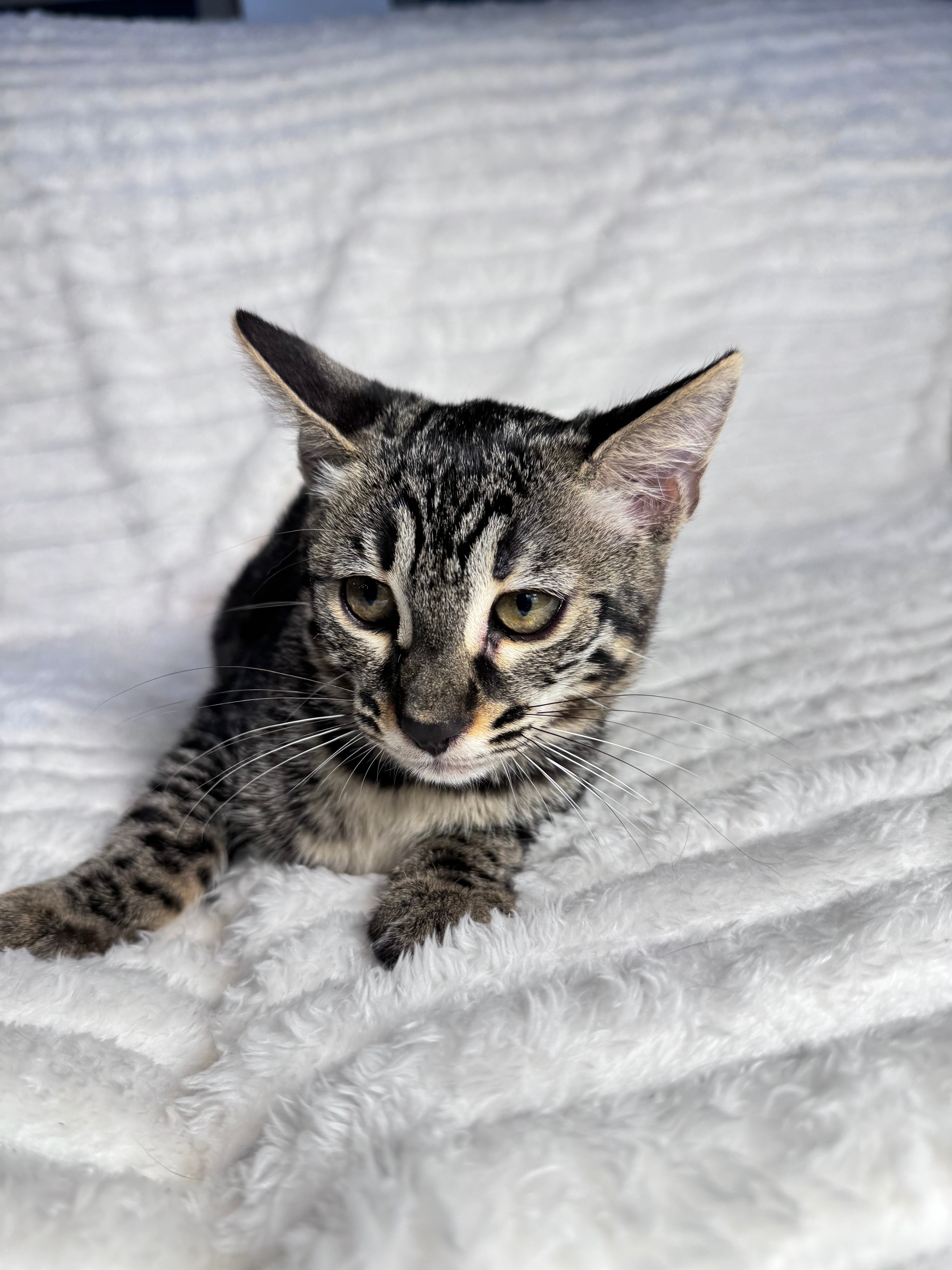 Gray and black bengal fashion cat