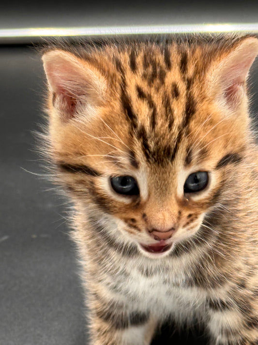 F2 Brown Rosette Bengal Kitten Male