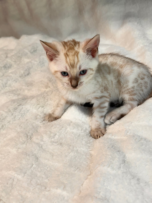 G2 Snow Lynx Boy Bengal Kitten