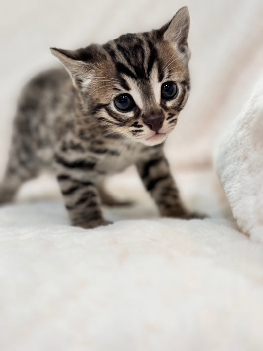 G2 Silver Charcoal Rosette Male Bengal Kitten -Sold out