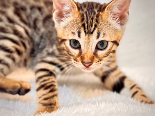 G4 Warm & Gold Rosette Female Sister Bengal Kitten