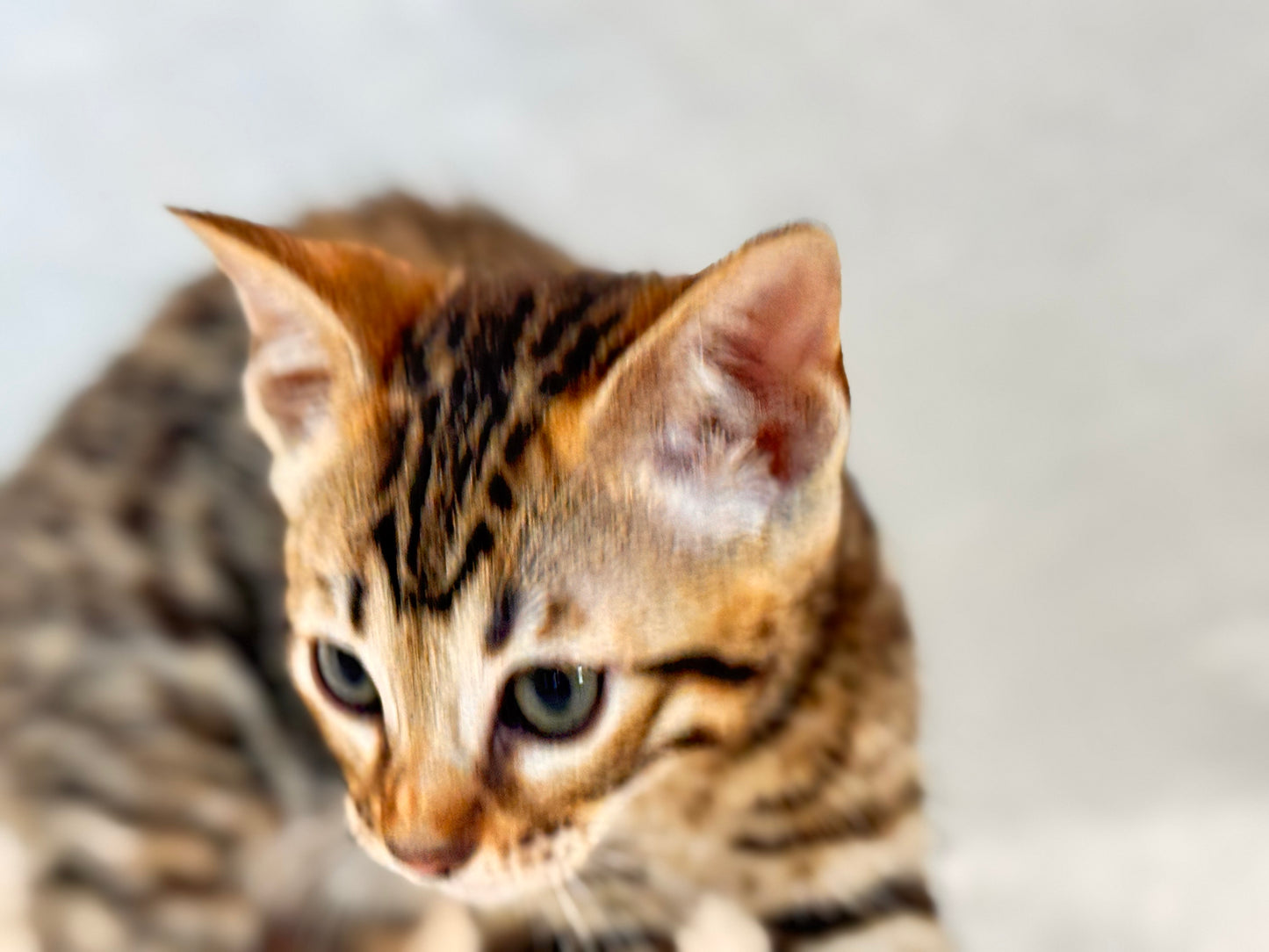 G4 Warm & Gold Rosette Female Sister Bengal Kitten