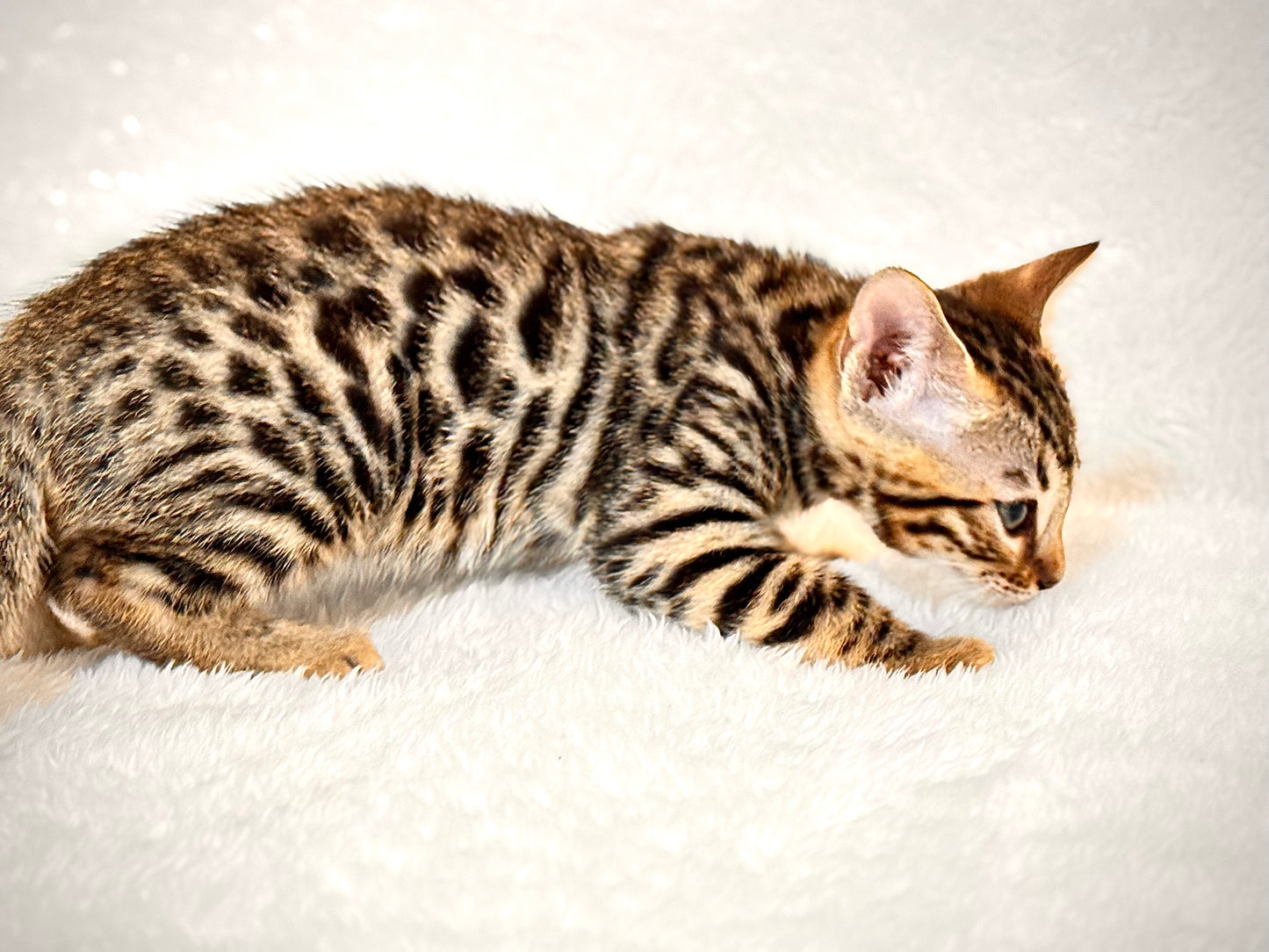 G4 Warm & Gold Rosette Female Sister Bengal Kitten