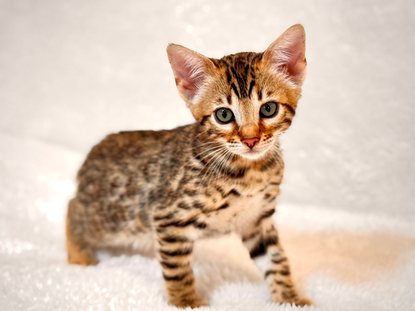 G4 Warm & Gold Rosette Female Sister Bengal Kitten