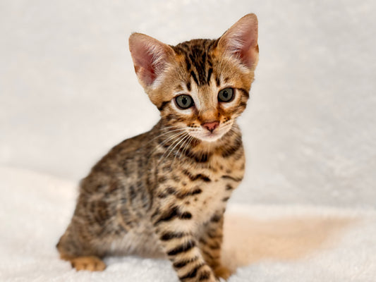 G4 Warm & Gold Rosette Female Sister Bengal Kitten
