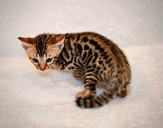G4 Balck & Gold Rosette Male Bengal Kitten