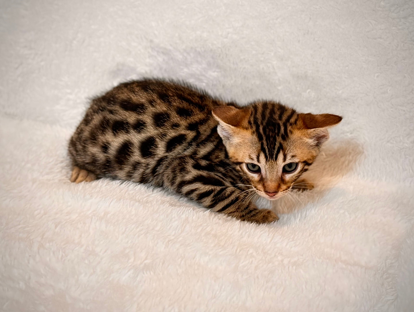 G4 Balck & Gold Rosette Male Bengal Kitten
