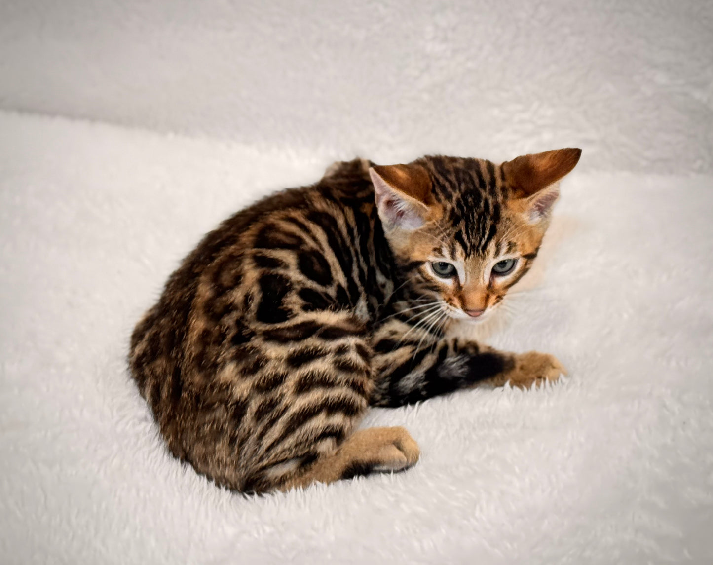 G4 Black & Gold Rosette Female Bengal Kitten