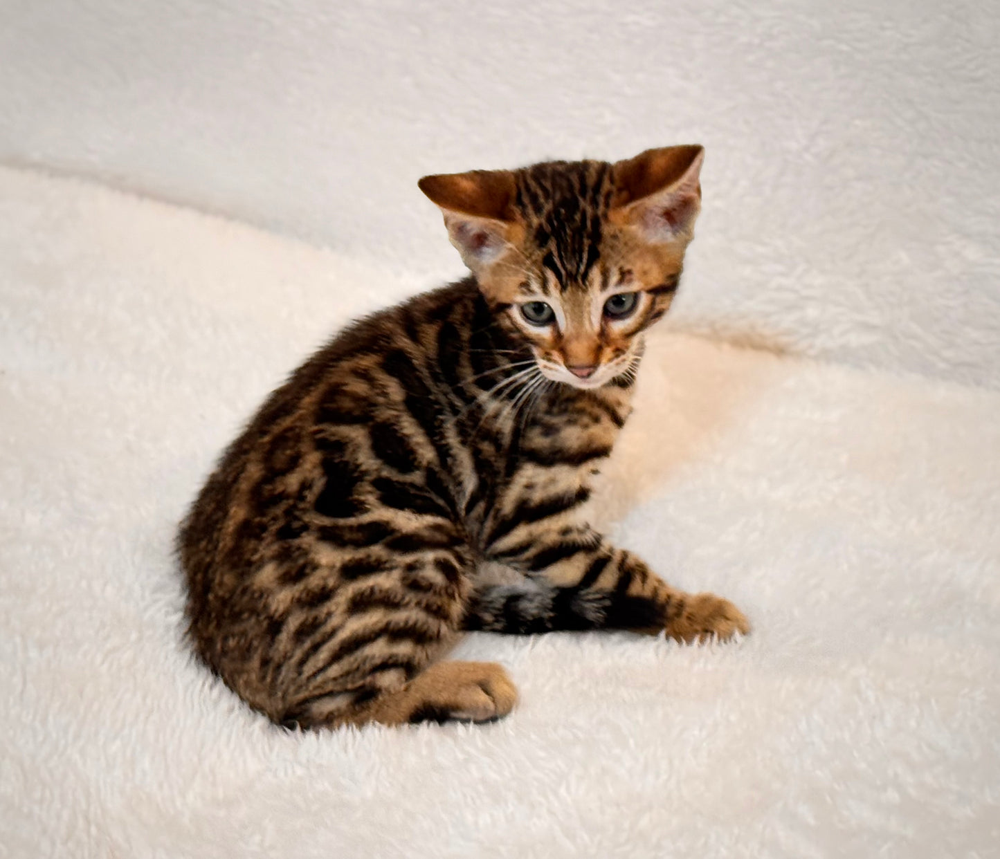 G4 Black & Gold Rosette Female Bengal Kitten
