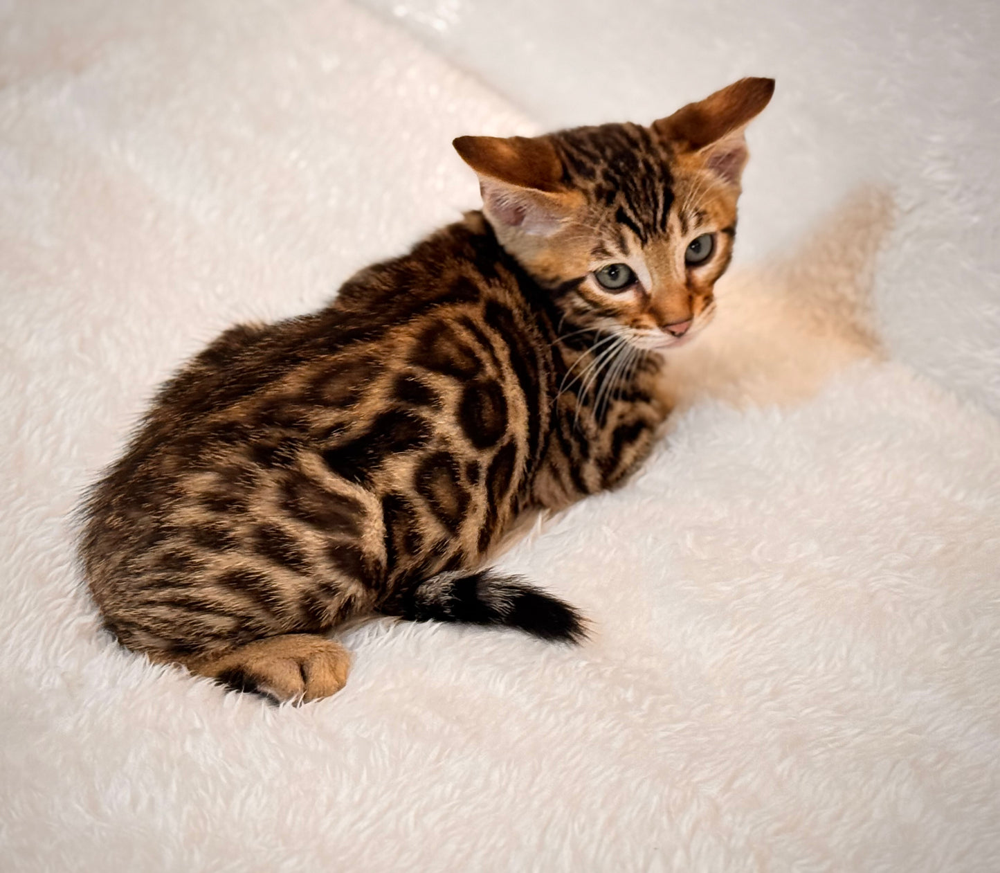 G4 Black & Gold Rosette Female Bengal Kitten