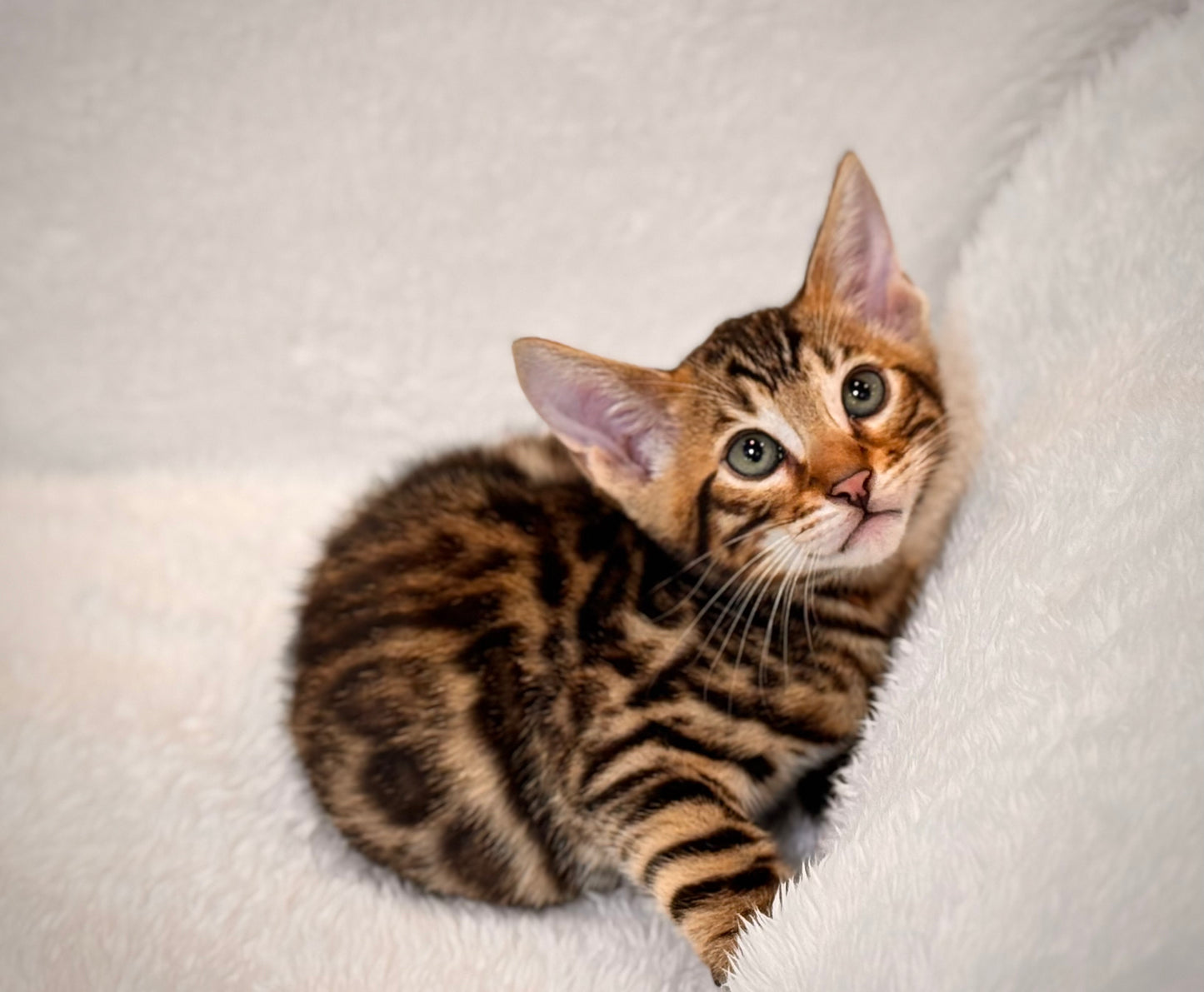 G4 Black & Gold Rosette Female Bengal Kitten