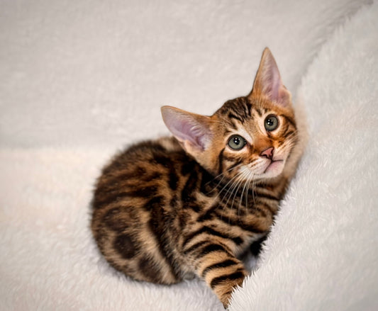 G4 Black & Gold Rosette Female Bengal Kitten