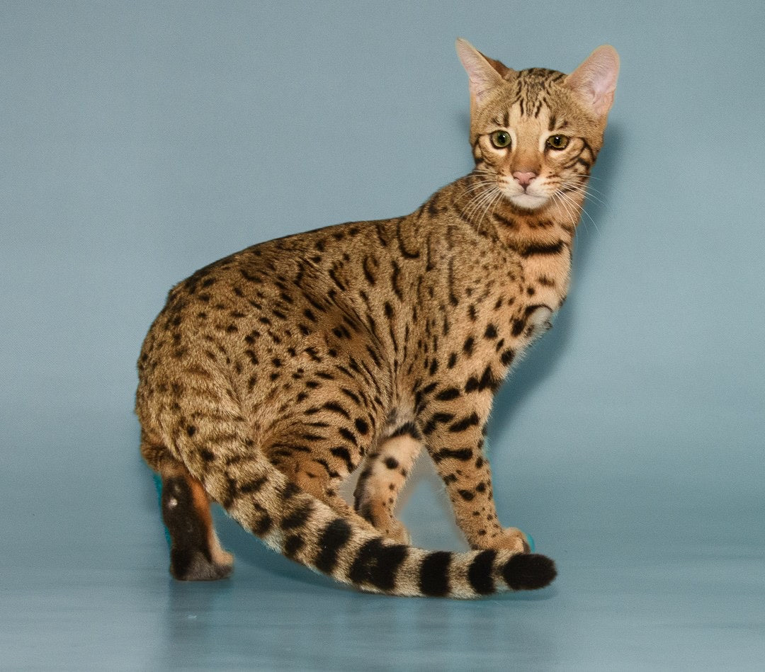 Top Cat Breeds - Bengal Cat, Savannah, Ragddoll + 7 More! – OutdoorBengal